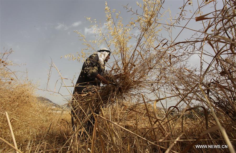 الصورة: حصاد القمح في الضفة الغربية