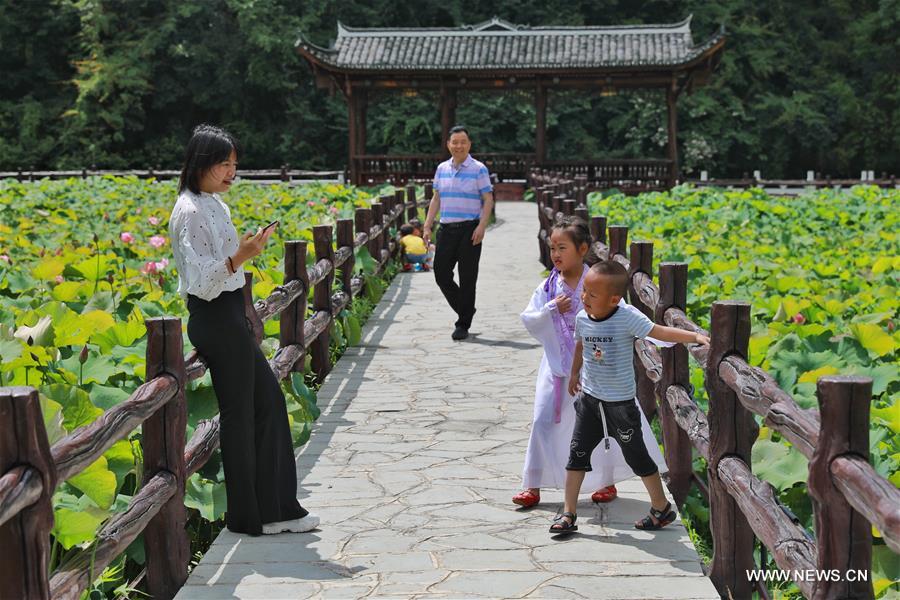 الصورة: زهور اللوتس في محافظة دوشان بجنوب غربي الصين