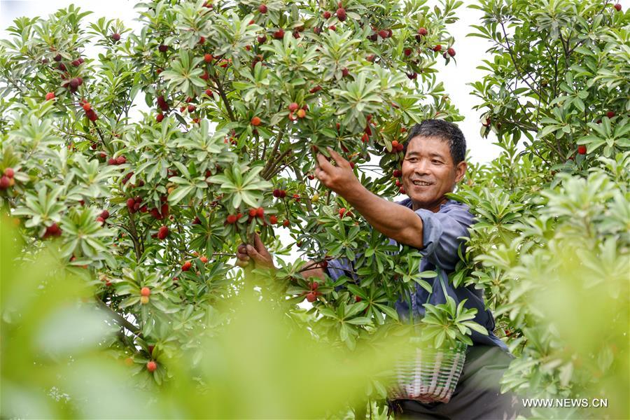 الصورة: حصاد الفواكه الصيفية