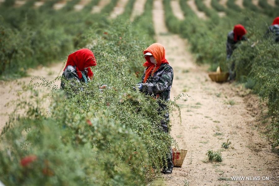 الصورة: حصاد ثمار الحضض في شمال غربي الصين