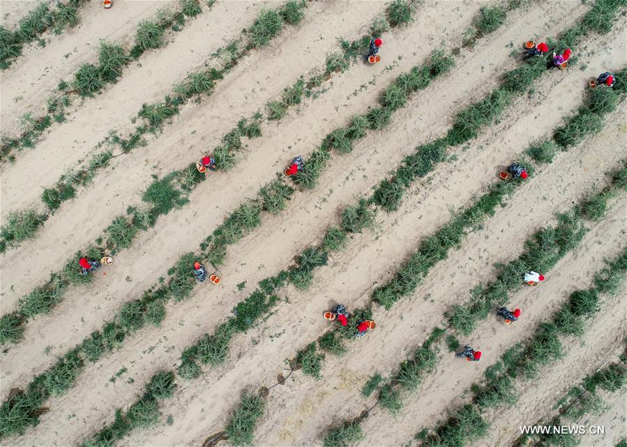 الصورة: حصاد ثمار الحضض في شمال غربي الصين