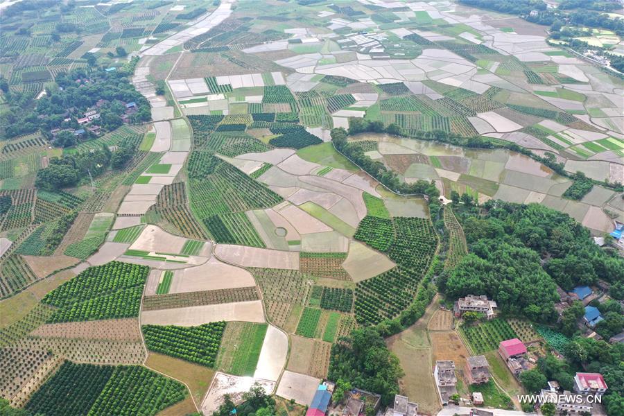 الصورة: الأراضي الزراعية في جنوبي الصين