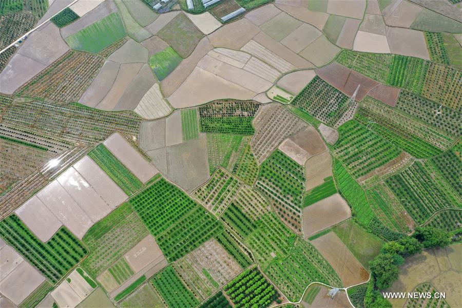 الصورة: الأراضي الزراعية في جنوبي الصين
