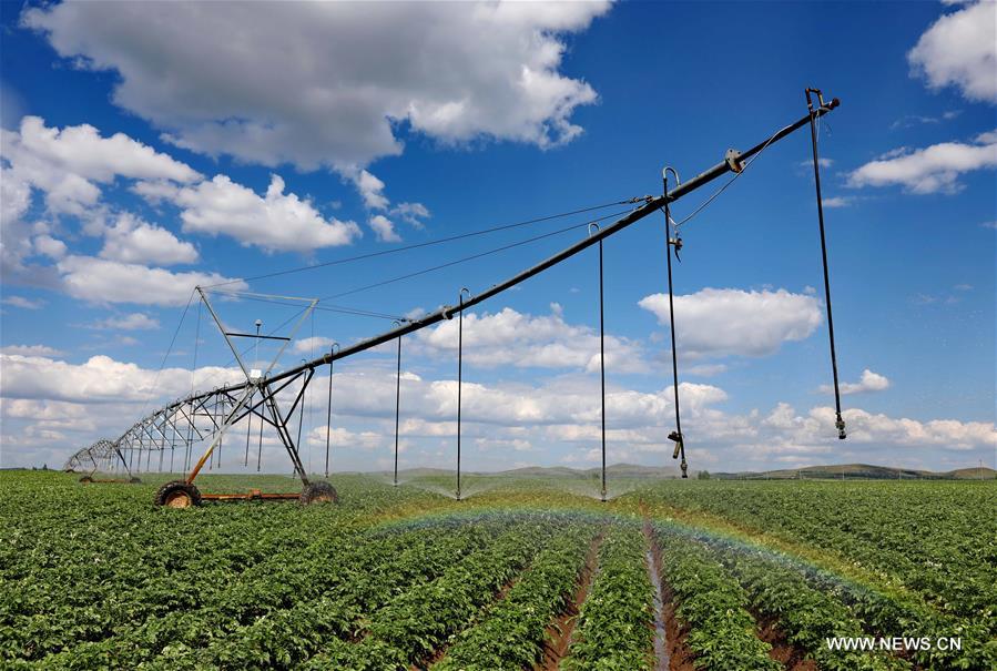 الصورة: أساليب الري الحديثة تحفز التنمية الزراعية وتوفر المياه في شمالي الصين