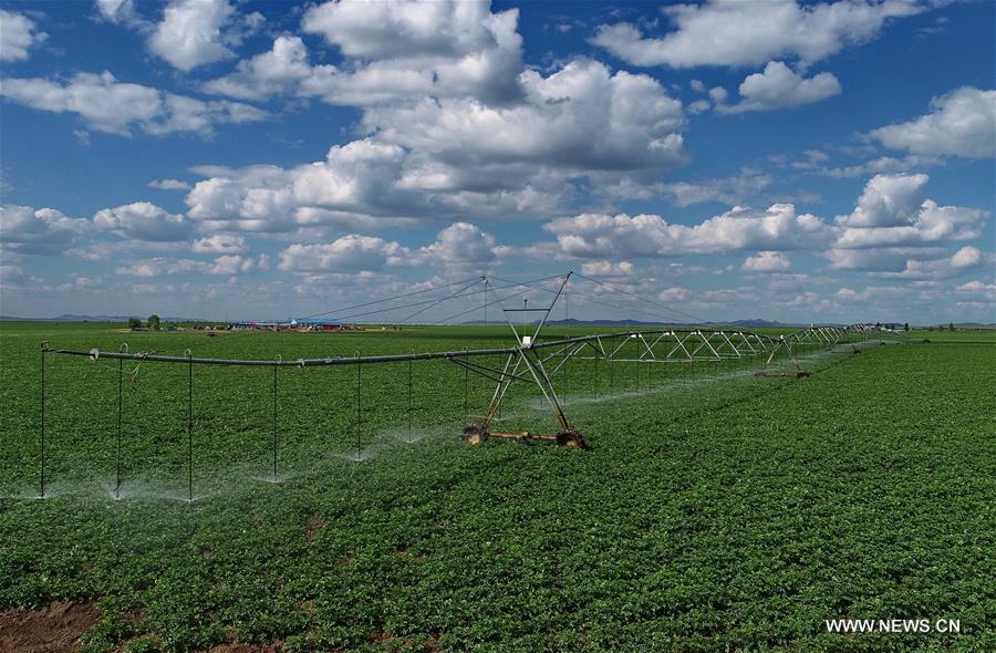 الصورة: أساليب الري الحديثة تحفز التنمية الزراعية وتوفر المياه في شمالي الصين
