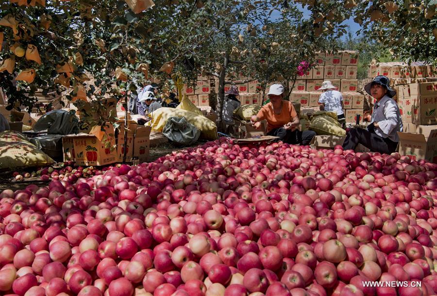 الصورة: موسم جمع التفاح شمال غربي الصين