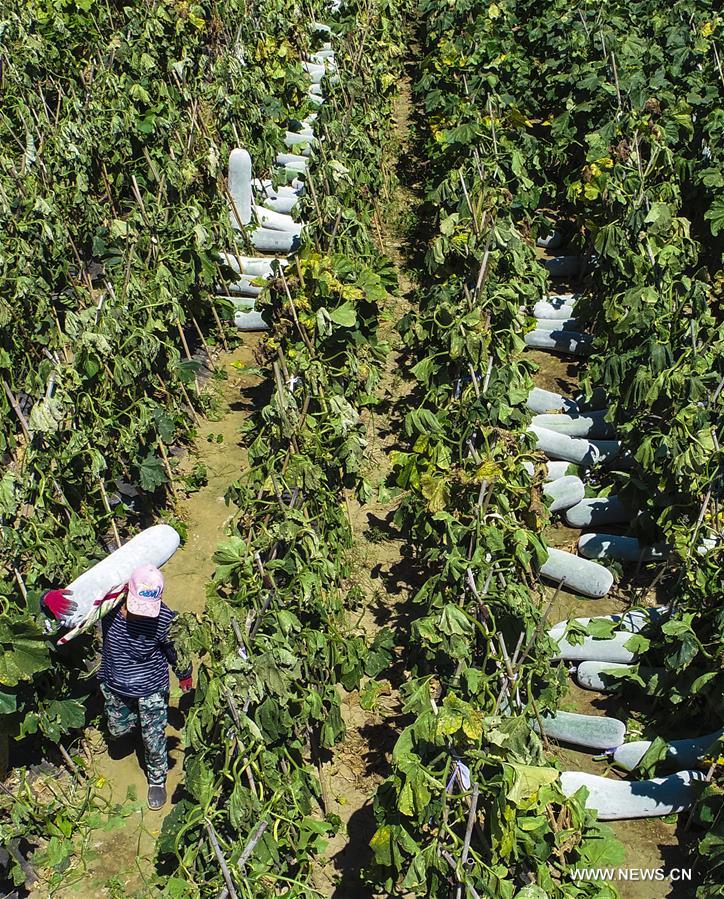 الصورة: حصاد القرع الشمعي بشمالي الصين