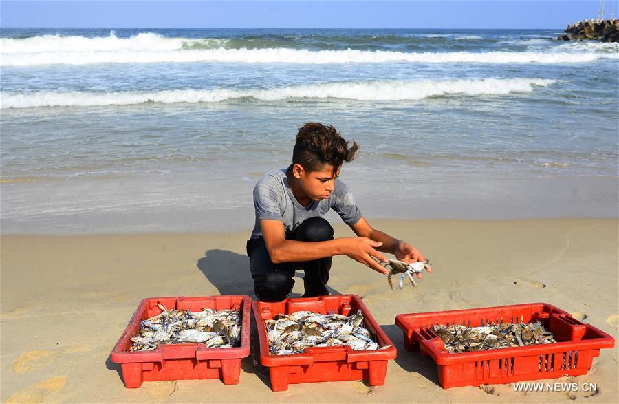 الصورة: بيع سرطان البحر في غزة