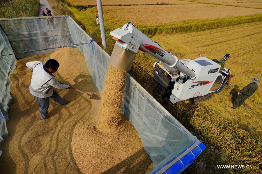 الصورة : حصاد الأرز وصيد السلطعون في شمالي الصين