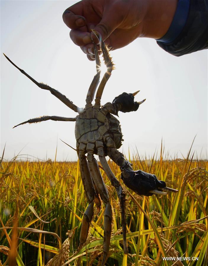الصورة : حصاد الأرز وصيد السلطعون في شمالي الصين