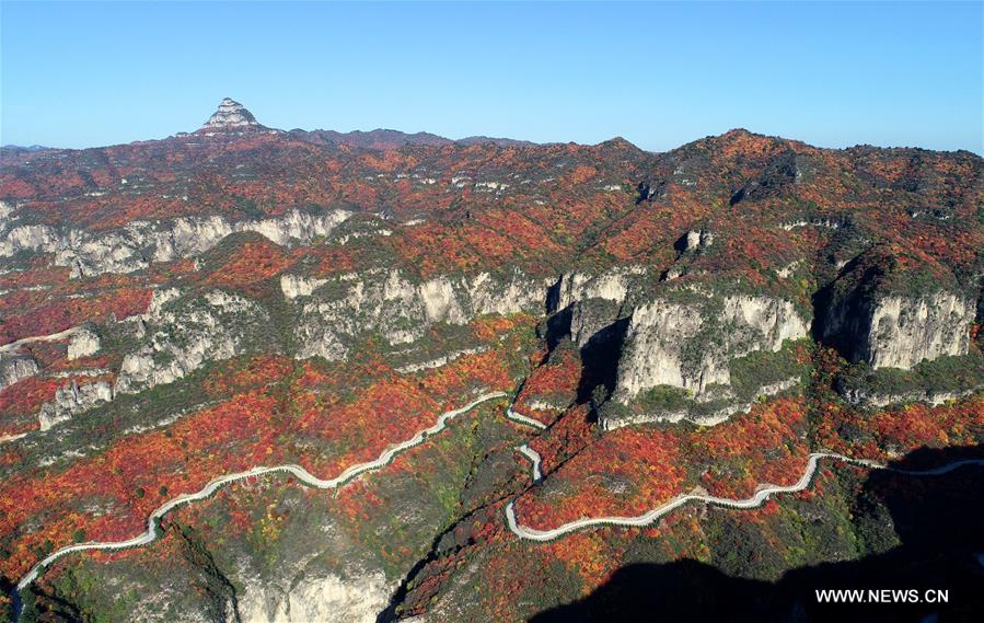 الصورة: منظر جميل بالأوراق الحمراء في شمالي الصين 