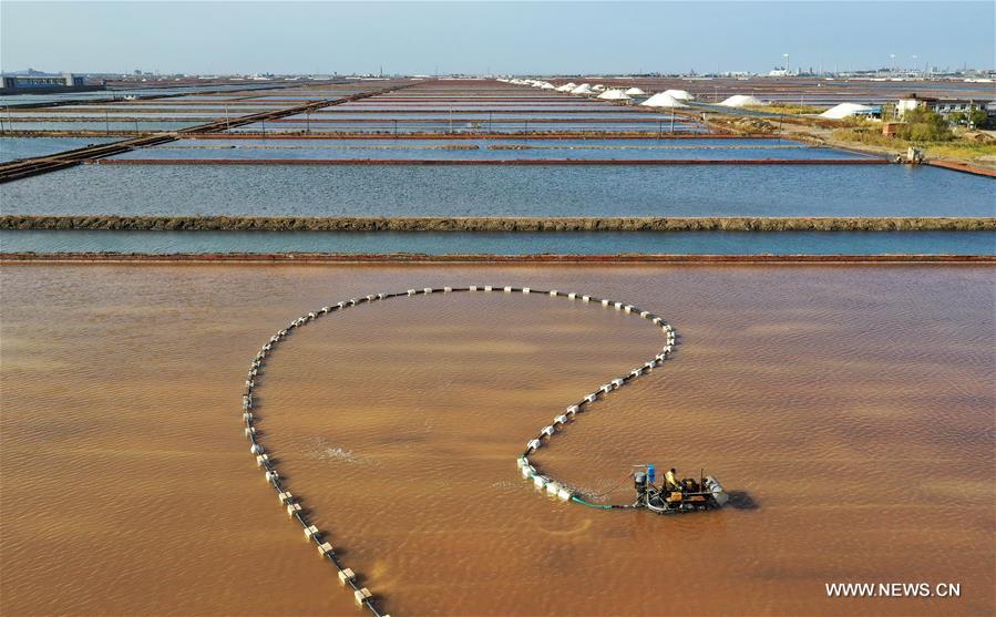 الصورة: حصاد ملح الخريف في شمالي الصين 