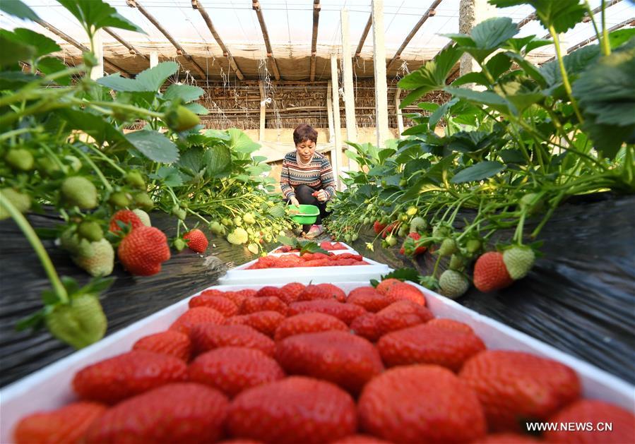 الصورة: حصاد ثمار فراولة الدفيئة 