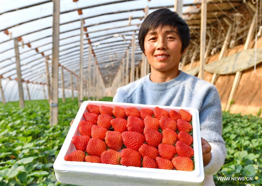 الصورة: حصاد ثمار فراولة الدفيئة 