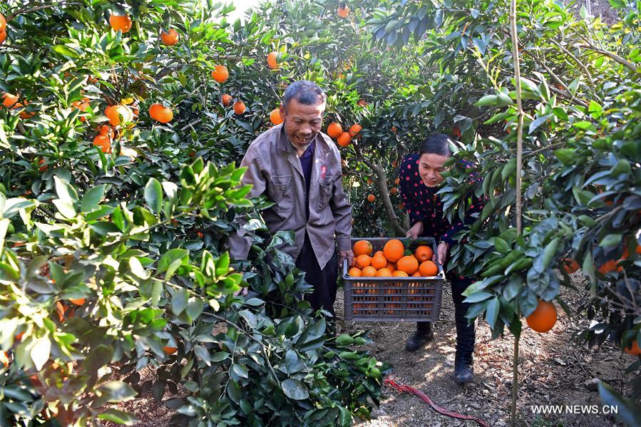 الصورة: حلول موسم حصاد البرتقال في مقاطعة جيانغشي بشرقي الصين