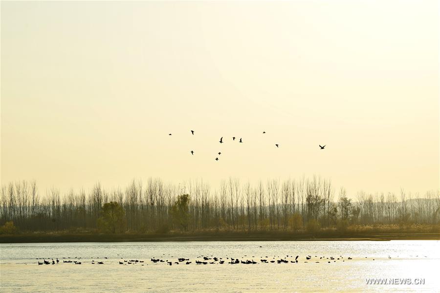 الصورة: طيور في محمية النهر الأصفر الطبيعية للأراضي الرطبة