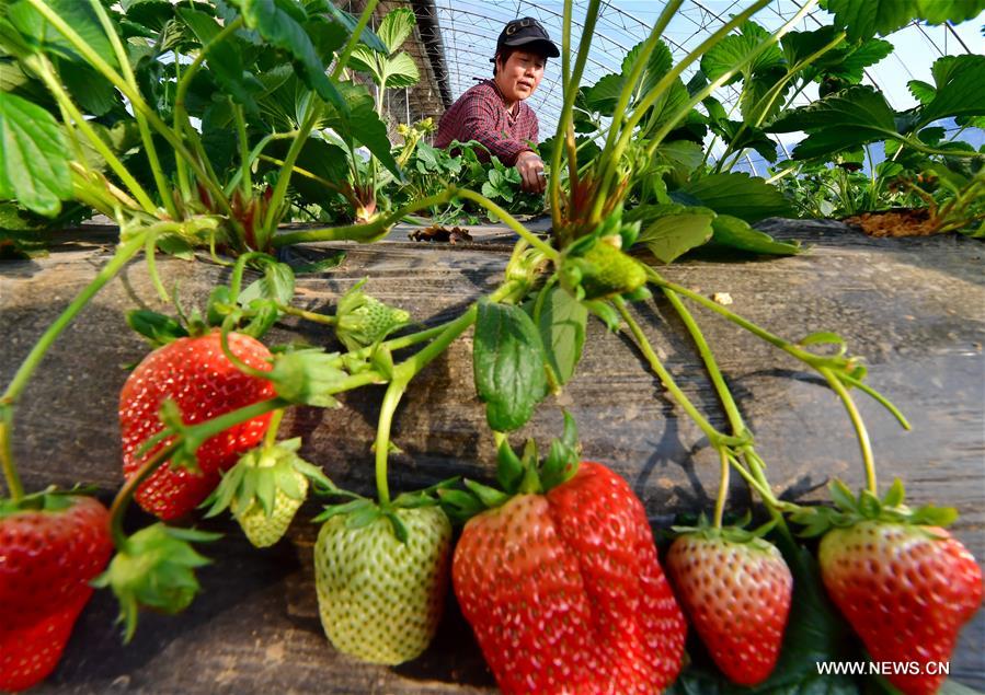 الصورة: تطوير زراعة الفراولة في الدفيئة شمالي الصين 