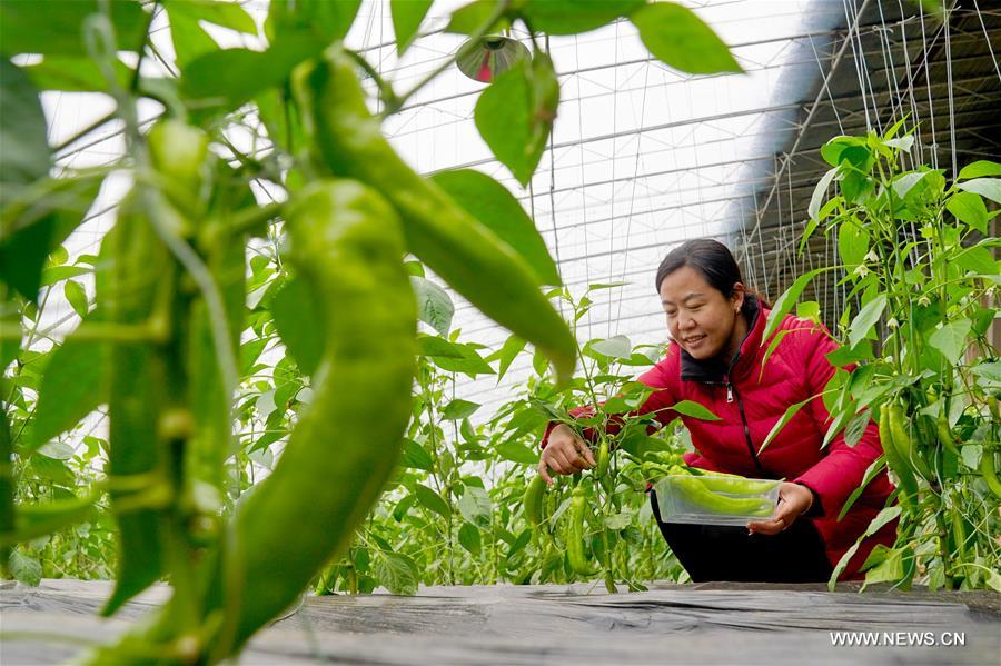 الصورة: زراعة الخضروات في الدفيئة في الشتاء بشمالي الصين 