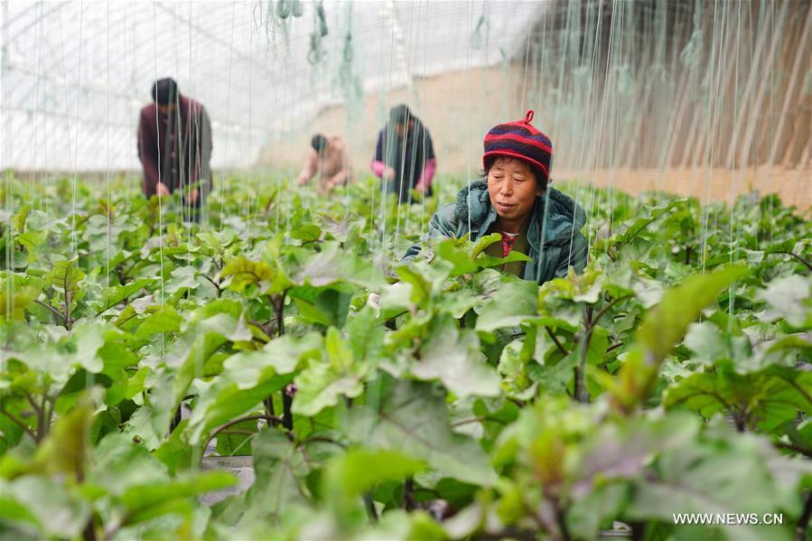 الصورة: زراعة الخضروات في الدفيئة في الشتاء بشمالي الصين 