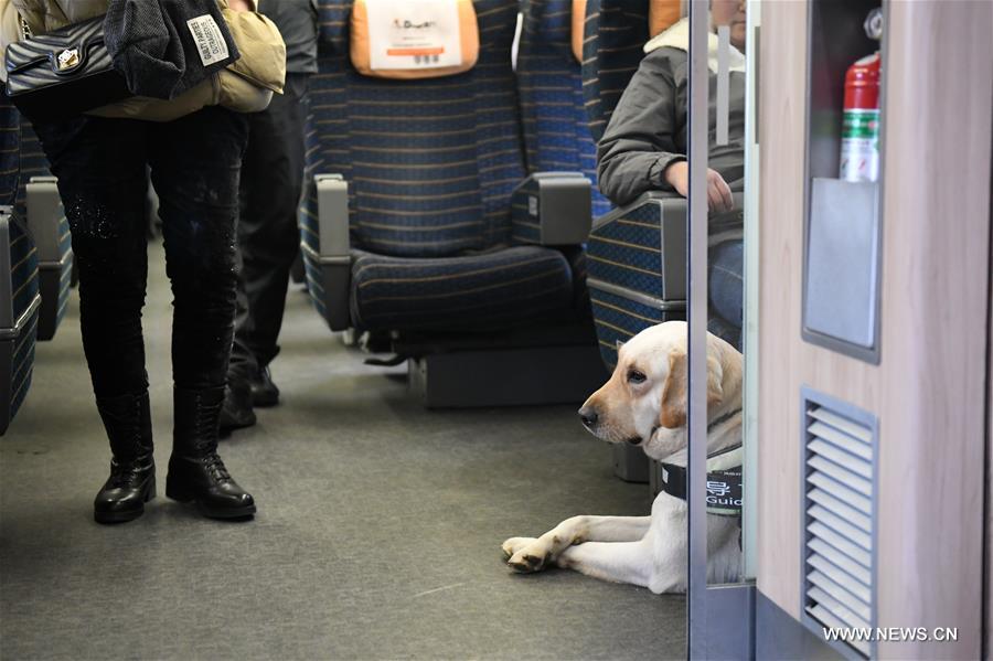 تدريب كلاب مرشدة لمساعدة الركاب ضعاف البصر في الصين