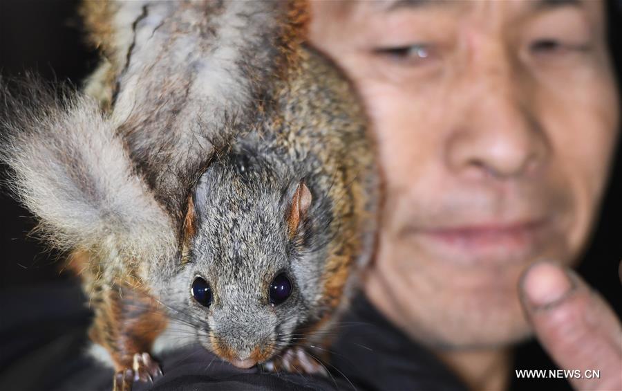 الصورة: تربية السنجاب الطائر تساعد المزارعين على زيادة الدخل في شمال غربي الصين