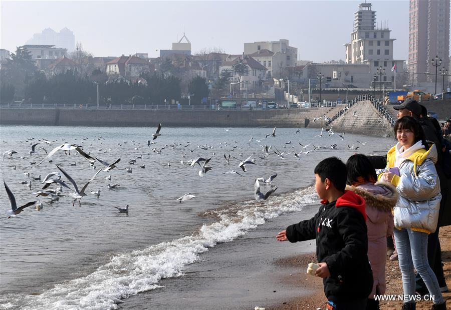 الصورة: طيور النورس على شاطئ البحر بشرقي الصين