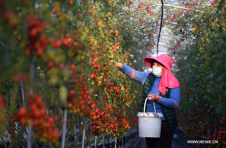 الصورة: انشغال القرويين بالزراعة الربيعية في شرقي الصين