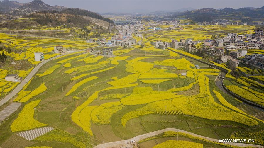 الصورة: تصوير جوي لحقول أزهار الكانولا في جنوب غربي الصين