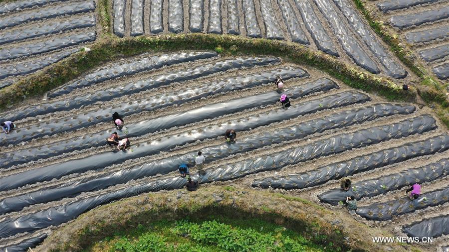 الصورة: فلاحون يبدؤون الزراعة الربيعية في جنوب غربي الصين