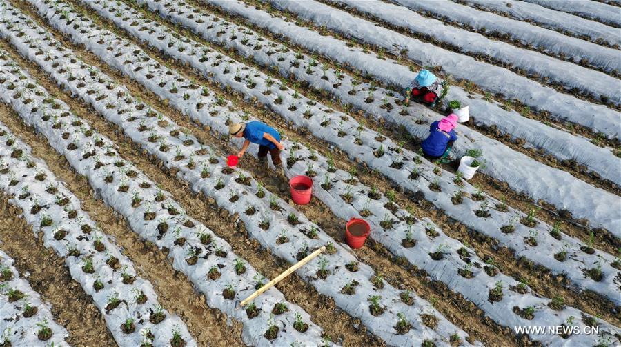 الصورة: فلاحون يبدؤون الزراعة الربيعية في جنوب غربي الصين