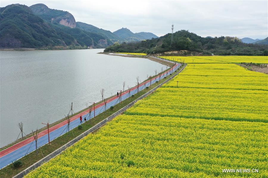 الصورة: حقول أزهار الكانولا قرب بحيرة في شرقي الصين