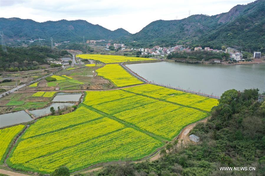 الصورة: حقول أزهار الكانولا قرب بحيرة في شرقي الصين