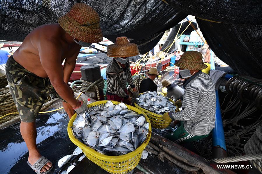 الصورة: استئناف أعمال صيد الأسماك 
