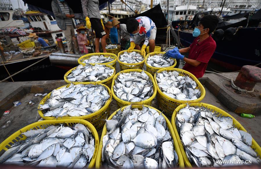 الصورة: استئناف أعمال صيد الأسماك جنوبي الصين 