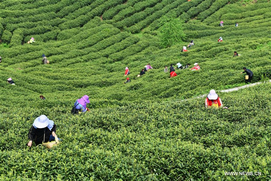 الصورة: حصاد أوراق الشاي بجنوب غربي الصين