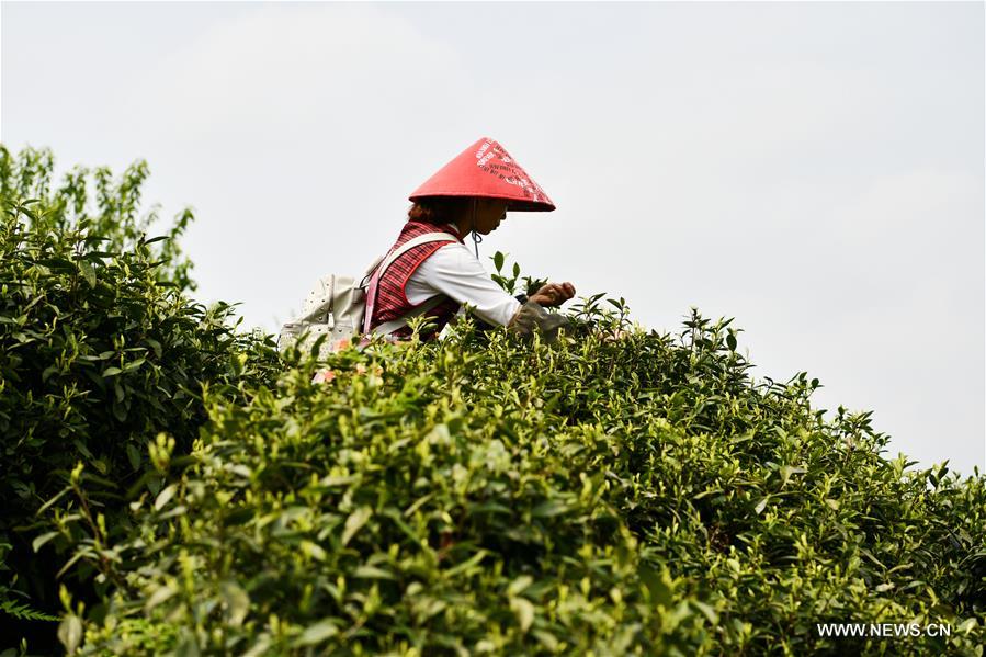 الصورة: حصاد أوراق الشاي بجنوب غربي الصين