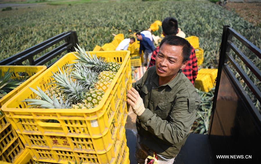 الصورة: حلول موسم حصاد الاناناس في جنوبي الصين