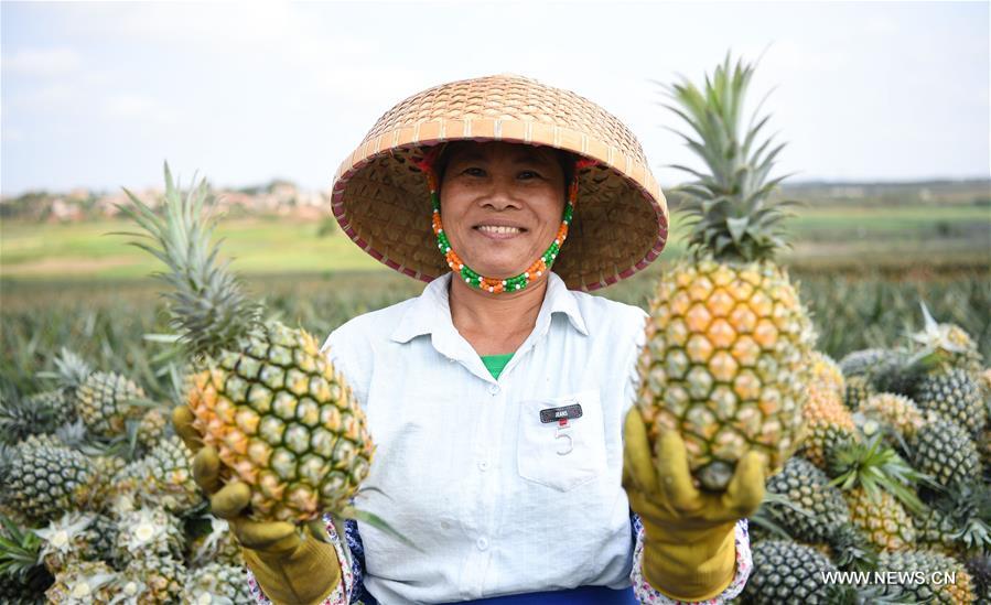 الصورة: حلول موسم حصاد الاناناس في جنوبي الصين