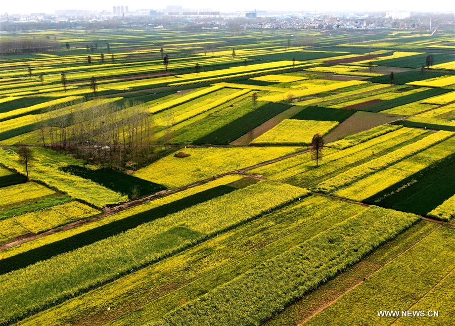 الصورة: مناظر رائعة لحقول أزهار الكانولا بوسط الصين
