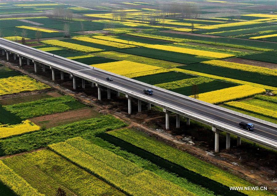 الصورة: مناظر رائعة لحقول أزهار الكانولا بوسط الصين