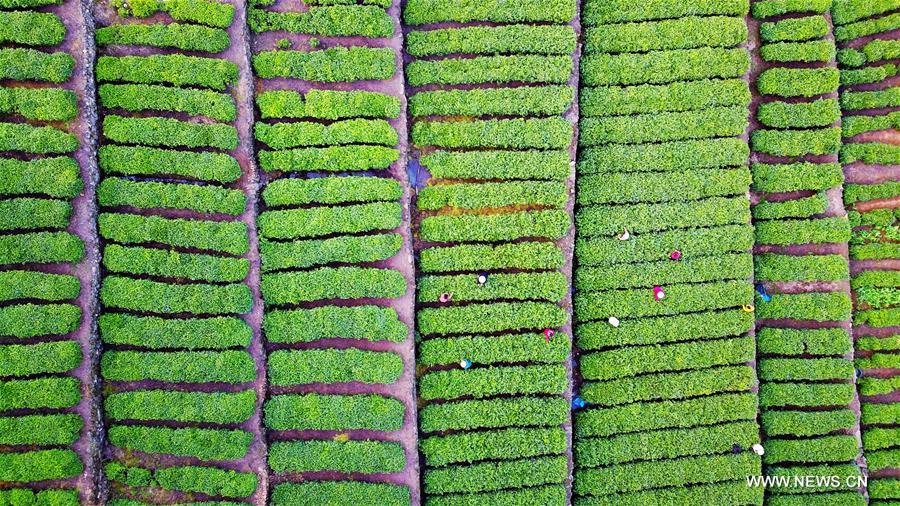 الصورة: قطف أوراق الشاي في وسط الصين