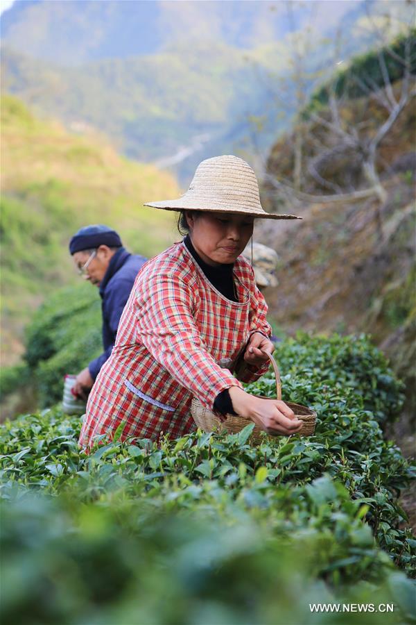 الصورة: قطف أوراق الشاي في وسط الصين