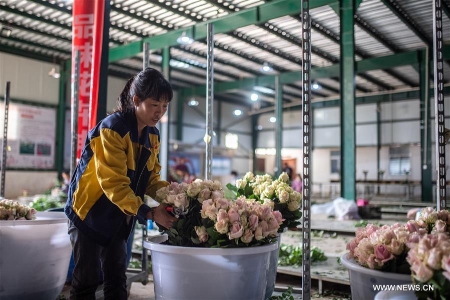 الصورة: صناعة زراعة الزهور في يوننان