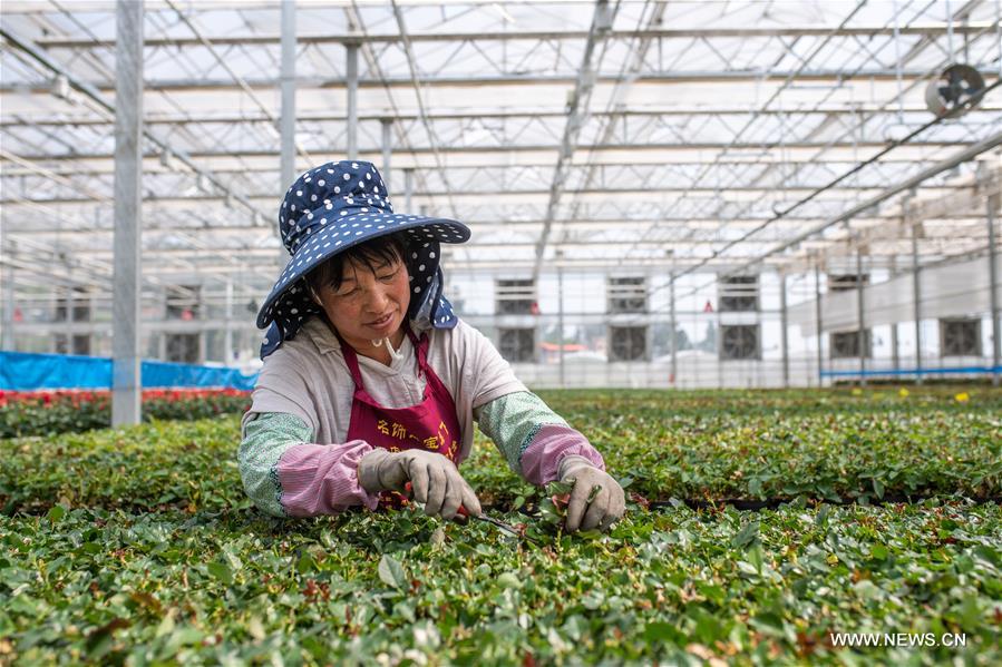 الصورة: صناعة زراعة الزهور في يوننان