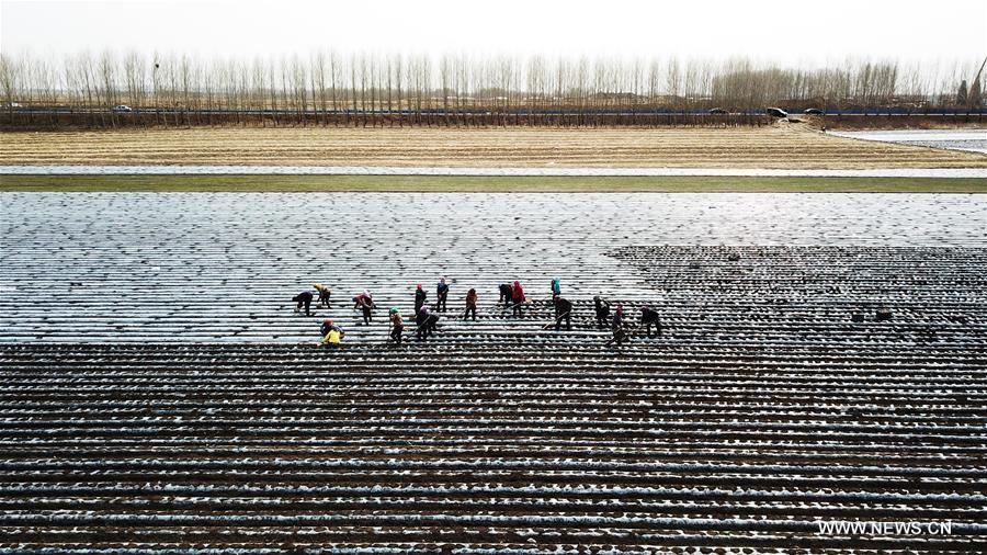 الصورة: زراعة البطاطس بشمال شرقي الصين