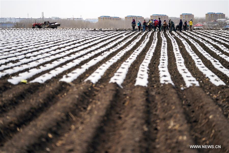 الصورة: زراعة البطاطس بشمال شرقي الصين