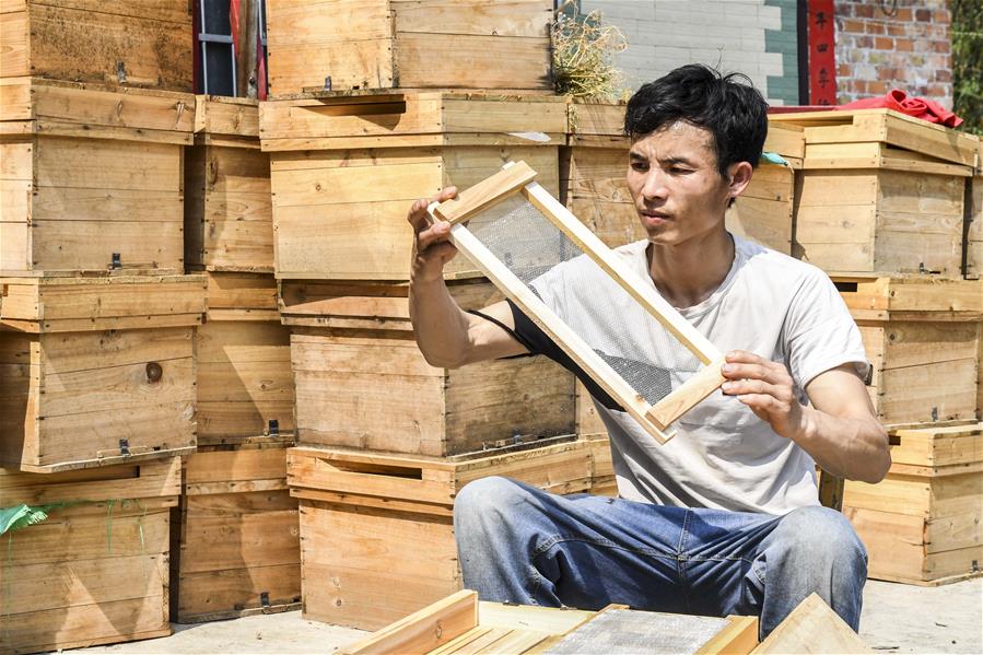 الصورة : النحل يساعد المزارعين على زيادة الدخل في جنوبي الصين 