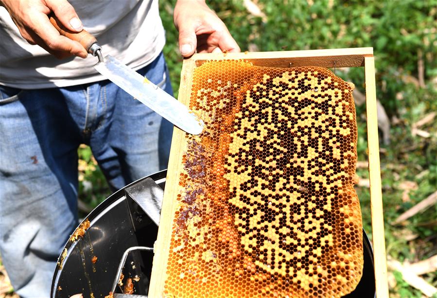 الصورة : النحل يساعد المزارعين على زيادة الدخل في جنوبي الصين 