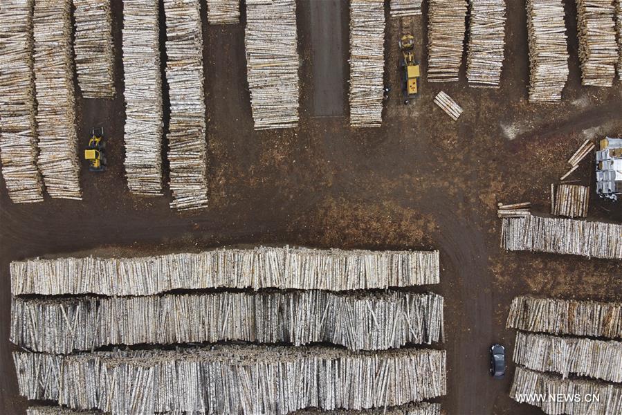 الصورة: استئناف العمل بقطاع معالجة الأخشاب في شمال شرقي الصين وسط الوباء