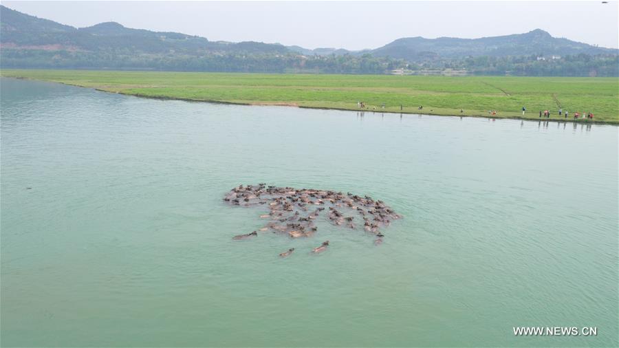 الصورة: مئات الجواميس تعبر نهرا بجنوب غربي الصين